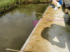 -同銮特种养殖场·龙虾垂钓