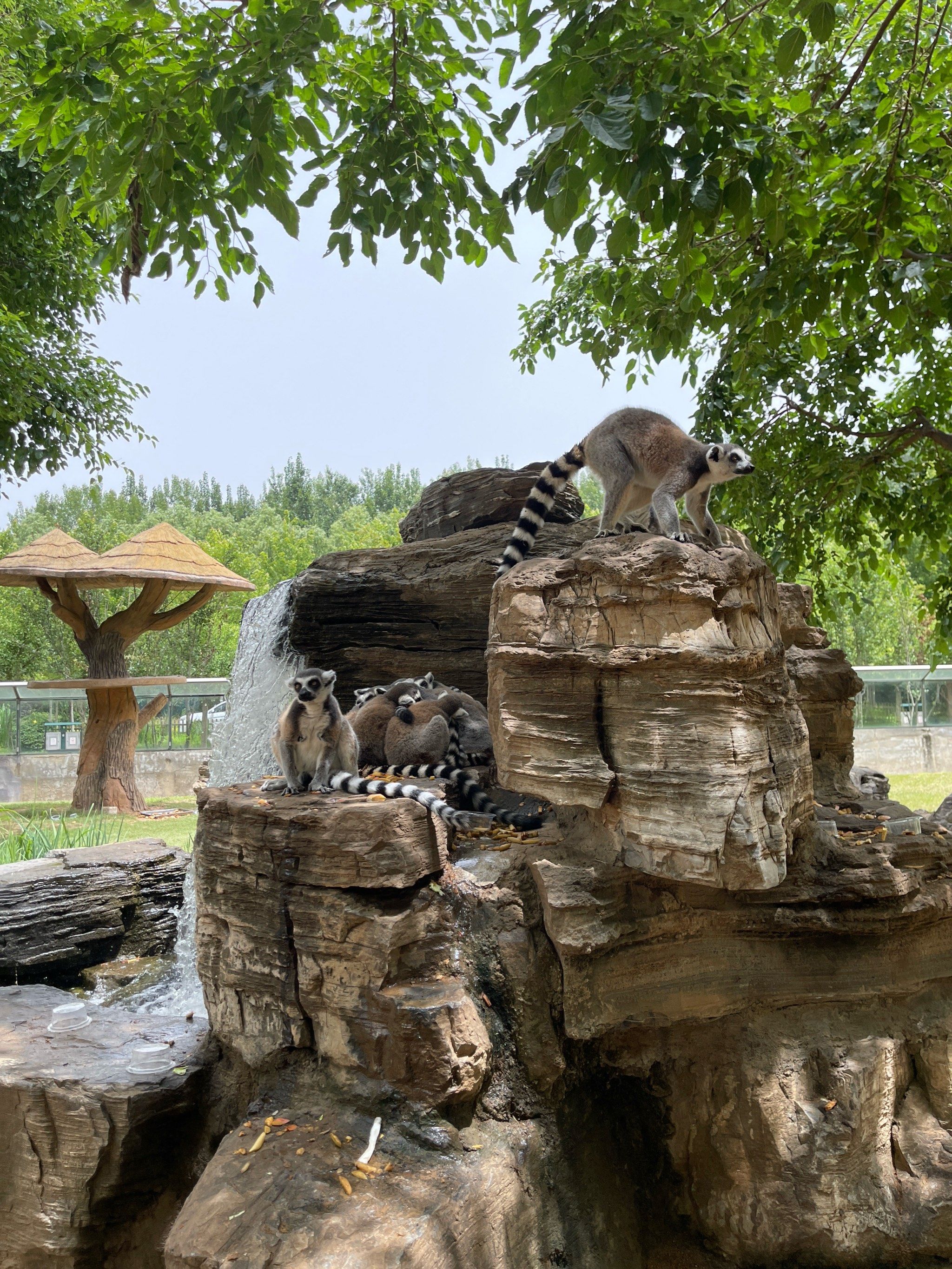 与动物朋友们的邂逅