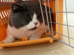 -瑞派康怡24h宠物医院·犬猫医疗中心·微创绝育(瑞景分院)