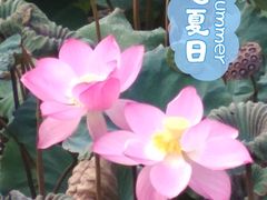 -潘塘公园