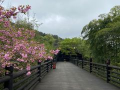 -大唐贡茶院