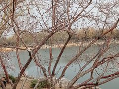 -大兴滨河森林公园