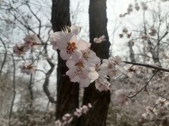 -桃花堤公园