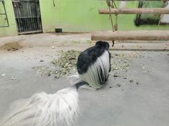 -石家庄市动物园