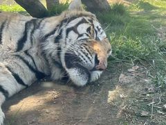 -西霞口神雕山野生动物世界