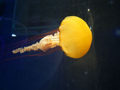 -海合安武汉极地海洋公园