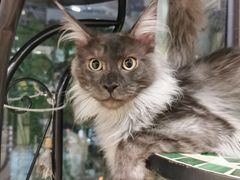 -十年猫舍·猫咪专门店(普陀店)
