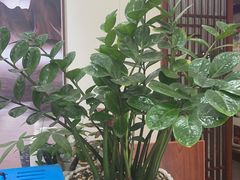 -梅州天地人花园酒店(梅县人民广场店)