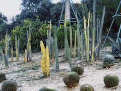 -东莞植物园