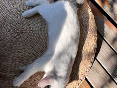 -自如ZSPACE四合院艺术餐厅