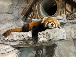 -Zoolung Zoolung动物主题公园(海信广场店)