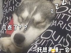 -Husky Go!哈士奇体验馆·宠物咖啡厅狗咖