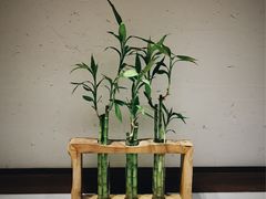 -柴务处·柴犬主题狗咖