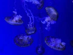 -青岛得宝湾维景国际大酒店(五四广场奥帆中心店)