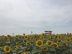 -光明小镇欢乐田园