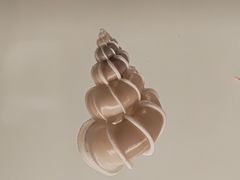 -青岛贝壳博物馆