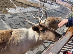 -北京鹿世界主题园