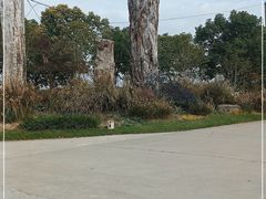 -海上花岛玫瑰园采摘