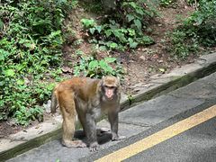-黔灵山公园
