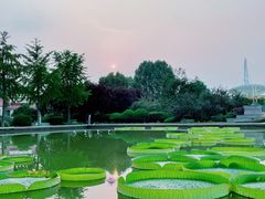 -石家庄市植物园