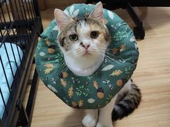 -关爱宠物医院·猫科中心·消化科(滨湖万达分院)