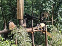 -成都大熊猫繁育研究基地