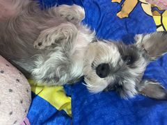 -爱派特动物医院·全科诊疗中心