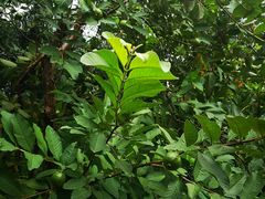 -福建鲤鱼洲酒店