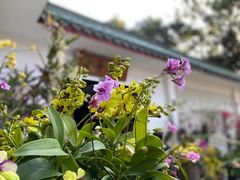 -深圳仙湖植物园