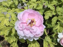 -洛阳市隋唐城遗址植物园