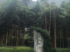 -十八棵（老龙井）御茶园(老龙井店)