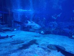 -成都浩海立方海洋公园