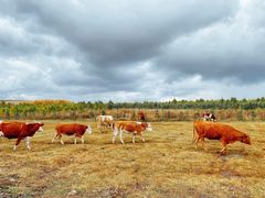 -塞罕坝国家级自然保护区