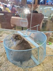 -卡通尼·Safari非洲探索乐园·生日会(金桥国际商业广场店)