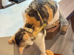 -Again Coffee Roaster(香蜜湖店)