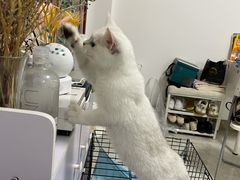 -lincat·猫舍(广州店)