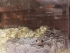 -酷以爬仙阁实体爬宠店·守宫·蜥蜴·专业繁育