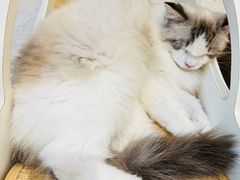 -飞行喵MR PILOT|猫舍·猫咖(静安大融城店)