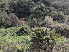 -南宁良凤江国家森林公园