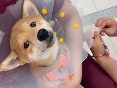 -纳吉亚猫专科动物医院博雅分院
