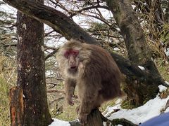 -峨眉山风景名胜区