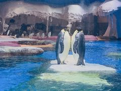 -海合安武汉极地海洋公园