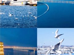 -日照灯塔风景区