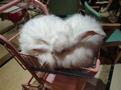 -猫色咖啡·猫咖