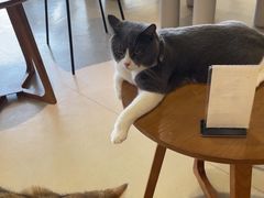 -藏猫猫咖啡主题馆(中央大道店)