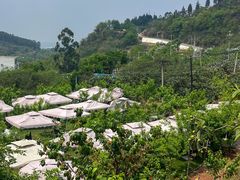 -桃源山庄·水蜜桃采摘·柴火鸡·烧烤团建(龙泉山店)