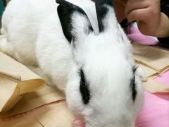 -北京观赏动物医院·24小时大型综合·猫专科·异宠专科