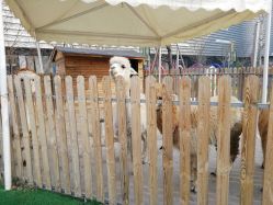 -萌宠亲子动物乐园(槐房万达店)