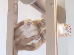 -MOYOYO猫咪咖啡店