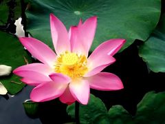 -天津东丽湖风景区